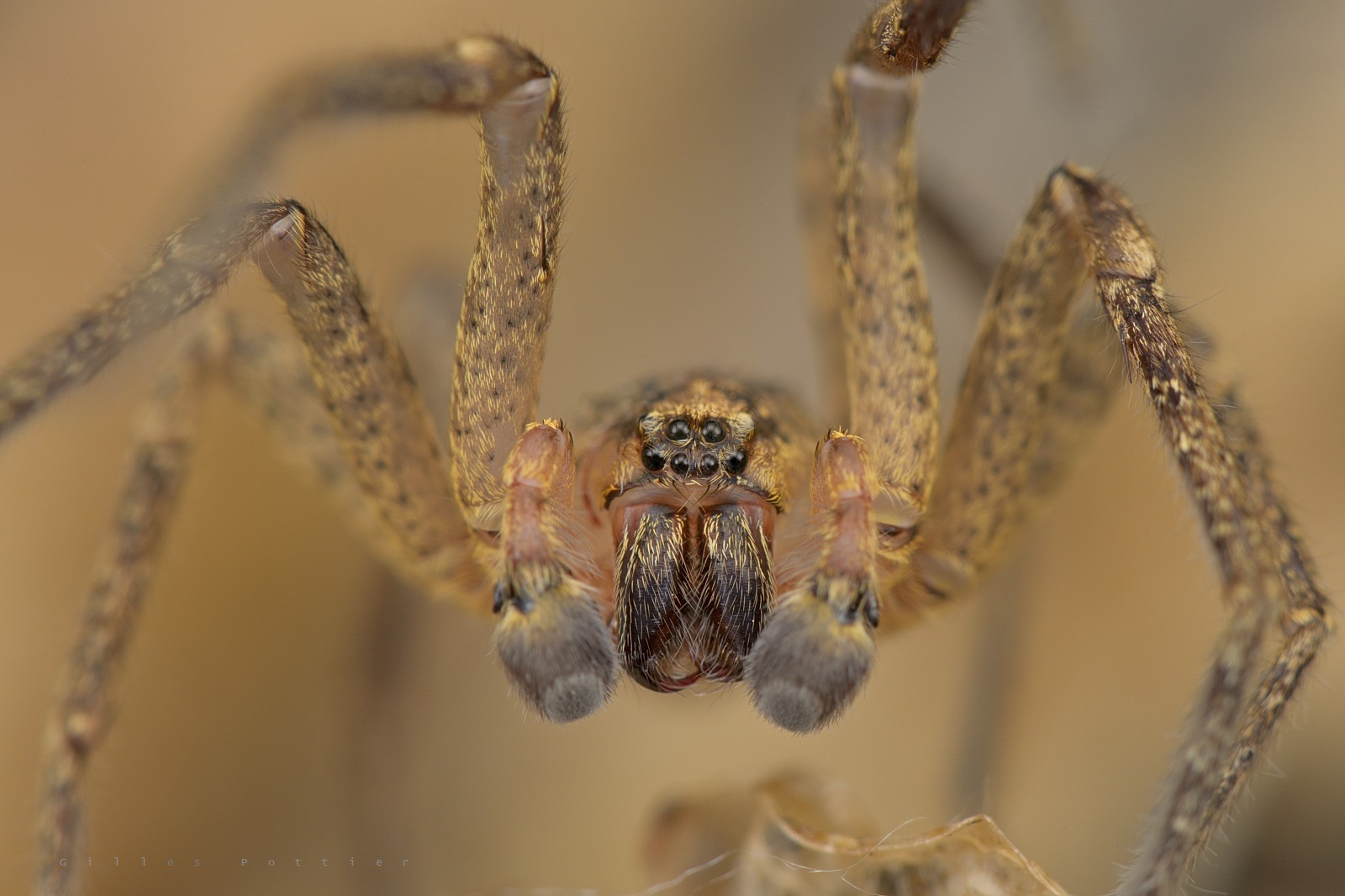 zoropse-pattes-pineuses-zoropsis-spinimana-biodiv-occitanie-oc-nat