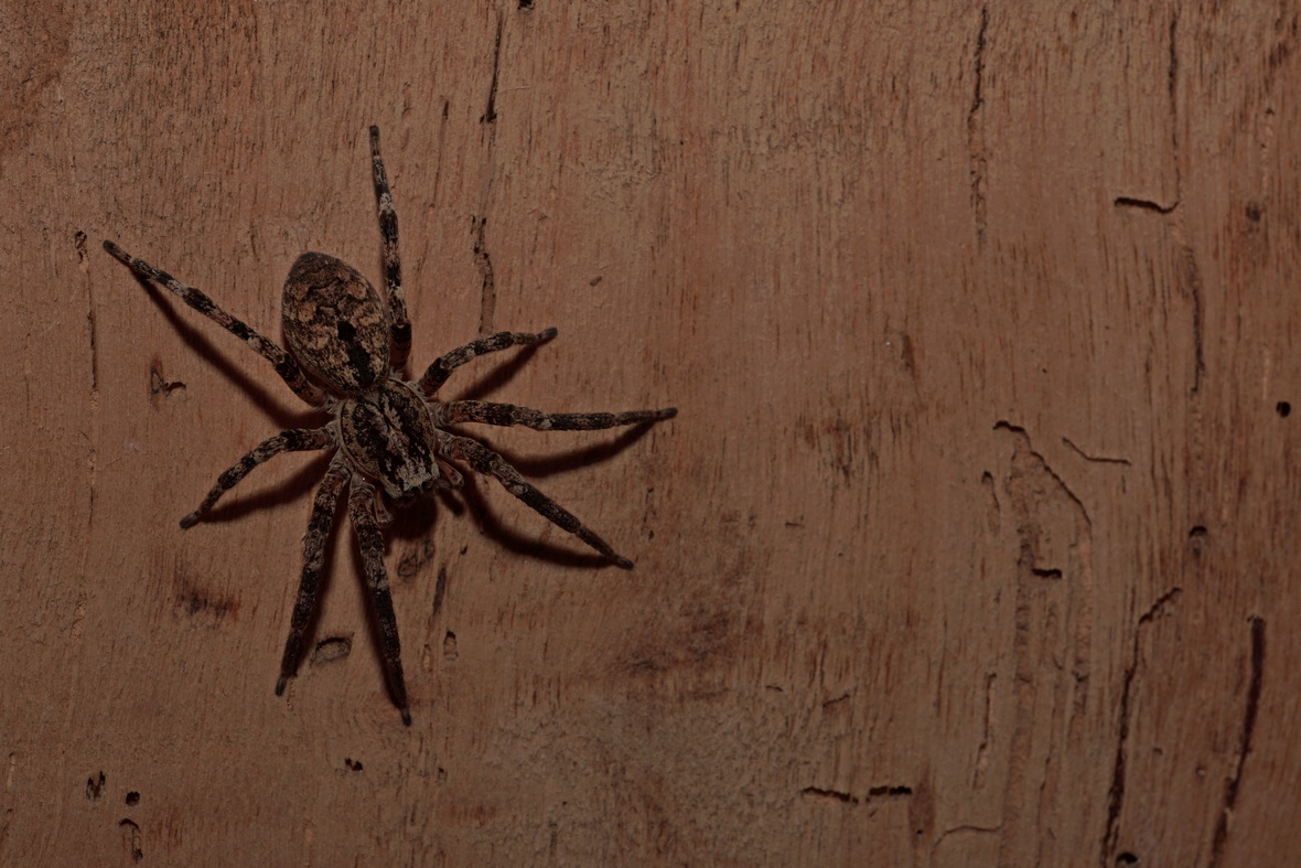 zoropse-pattes-pineuses-zoropsis-spinimana-biodiv-occitanie-oc-nat