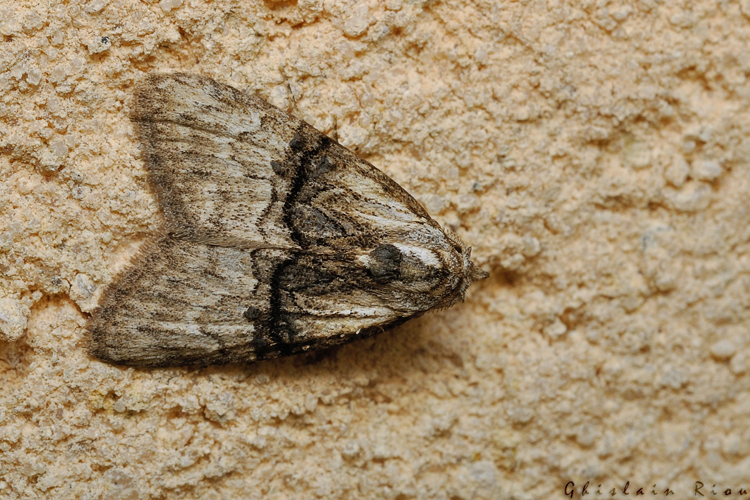 Meganola togatulalis, juin 2021, Rebigue 31 &copy; Ghislain Riou