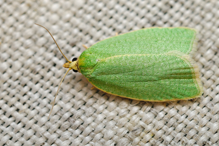 Tortrix viridana, juin 2021, Rebigue 31 &copy; Ghislain Riou