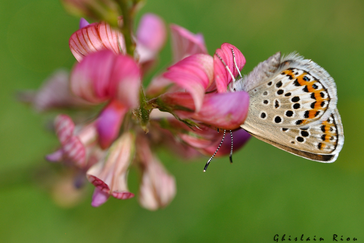 Plebejus argus fem, juin 2021, Comus 11 &copy; Ghislain Riou