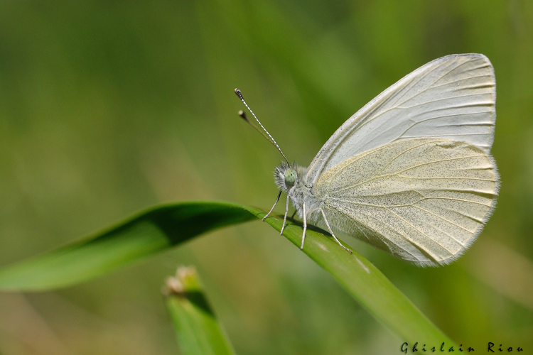 Pieris ergane mâle, juin 2021, Verdun 09 &copy; Ghislain Riou