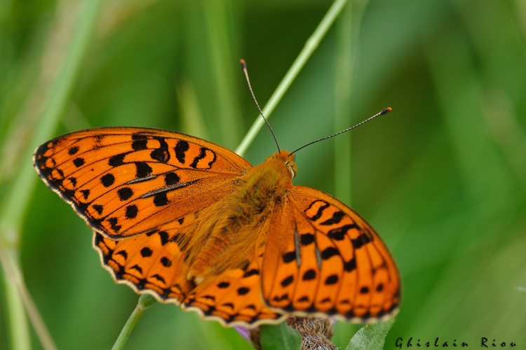Fabriciana adippe, juin 2021, Ossun 65 &copy; Ghislain Riou