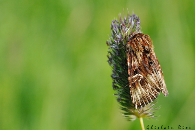 Actinotia radiosa, 26 juin 2021, Mijanès 09 &copy; Ghislain Riou