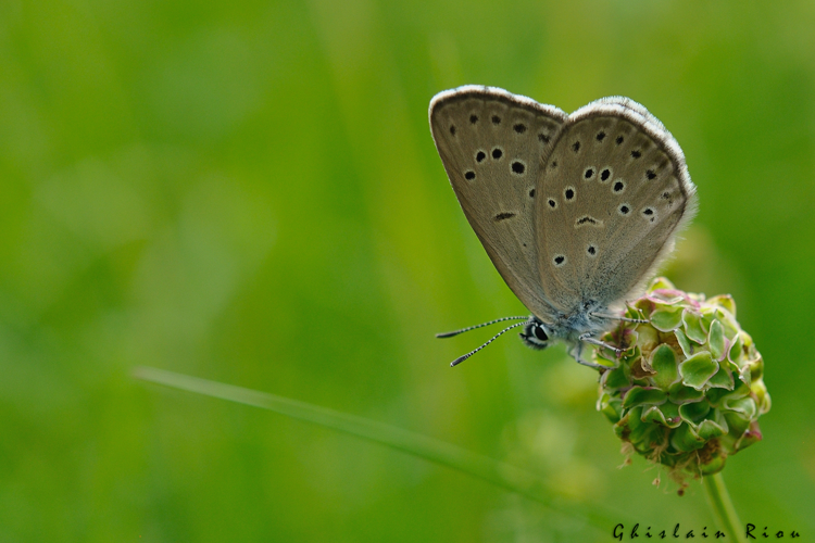Phengaris alcon, 25 juin 2021, Comus 11 &copy; Ghislain Riou