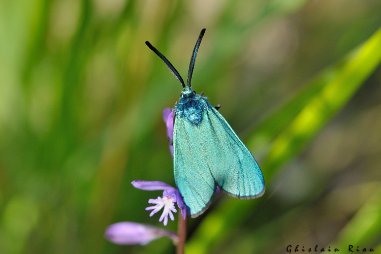 Adscita mannii mâle (génitalia vérifiés), 20 mai 2021, Belbèze-en-Comminges 31 &copy; Ghislain Riou