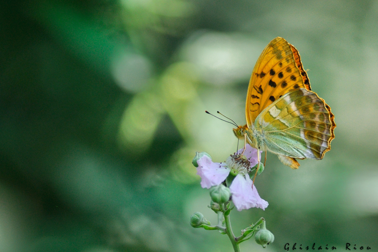 Argynnis paphia, 22 juil. 2021, Esparros 65 &copy; Ghislain Riou