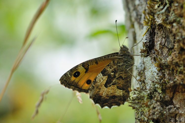 Hipparchia semele, 21 juil. 2021, Lugagnac 46 &copy; Ghislain Riou