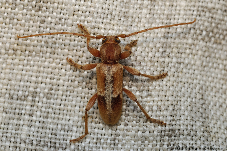 Trichoferus pallidus, 24 juil. 2021, Rebigue 31 &copy; Ghislain Riou