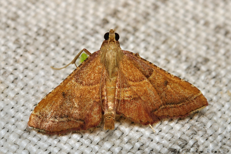 Endotricha flammealis, 24 juil. 2021, Rebigue 31 &copy; Ghislain Riou