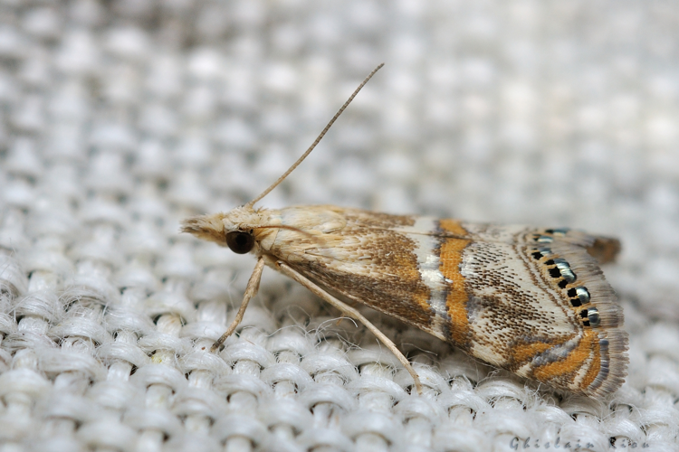 Euchromius bella, 24 juil. 2021, Rebigue 31 &copy; Ghislain Riou