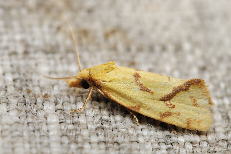 Agapeta hamana, 24 juil. 2021, Rebigue 31 &copy; Ghislain Riou