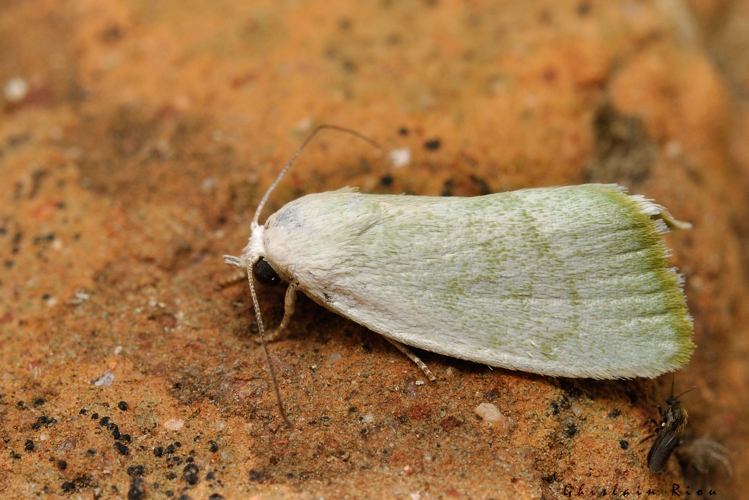 Earias vernana, 24 juil. 2021, Rebigue 31 &copy; Ghislain Riou