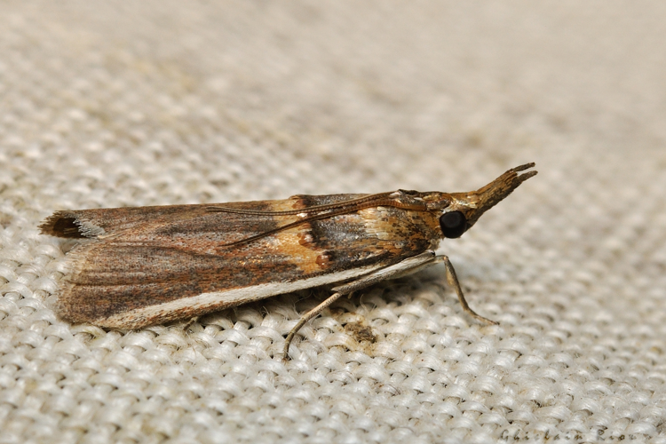 Etiella zinckenella, 24 juil. 2021, Rebigue 31 &copy; Ghislain Riou