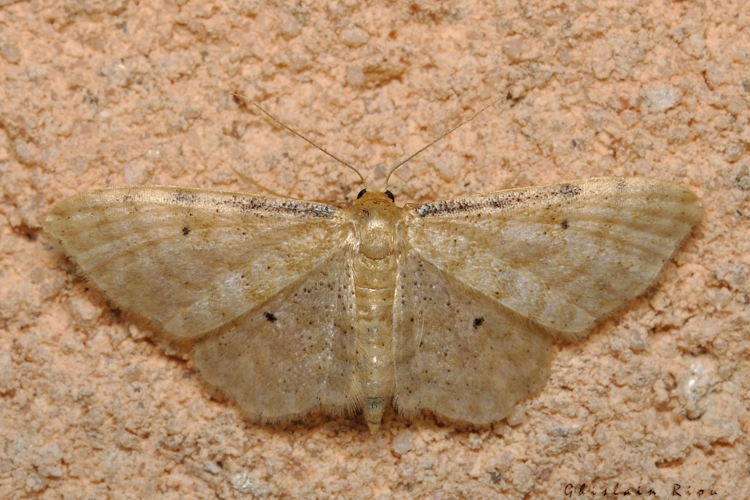 Idaea fuscovenosa, 24 juil. 2021, Rebigue 31 &copy; Ghislain Riou