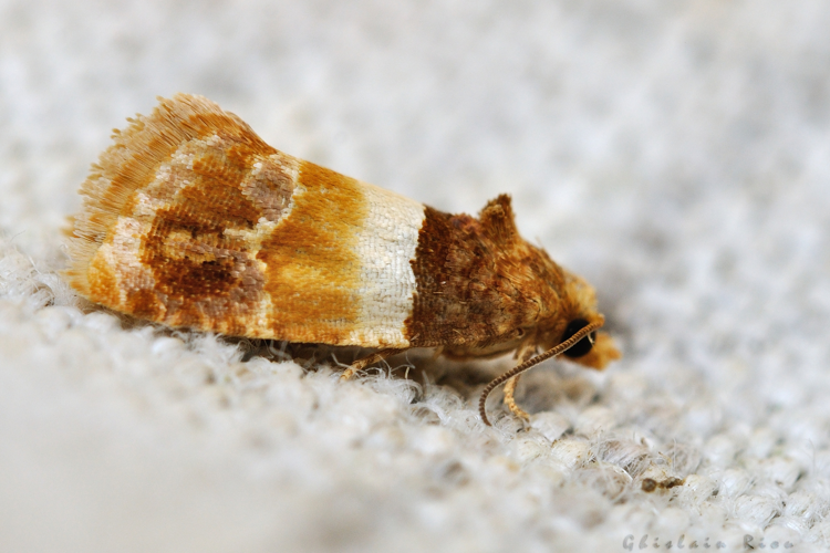 Epinotia festivana, 24 juil. 2021, Rebigue 31 &copy; Ghislain Riou