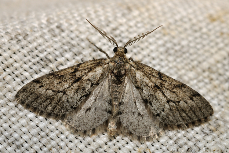 Tephronia sepiaria, 24 juil. 2021, Rebigue 31 &copy; Ghislain Riou