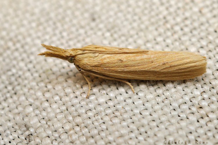 Ematheudes punctella, 24 juil. 2021, Rebigue 31 &copy; Ghislain Riou