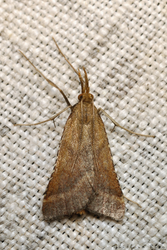 Synaphe punctalis, 24 juil. 2021, Rebigue 31 &copy; Ghislain Riou