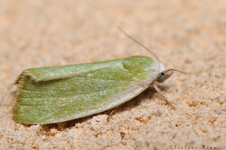 Earias clorana, 24 juil. 2021, Rebigue 31 &copy; Ghislain Riou