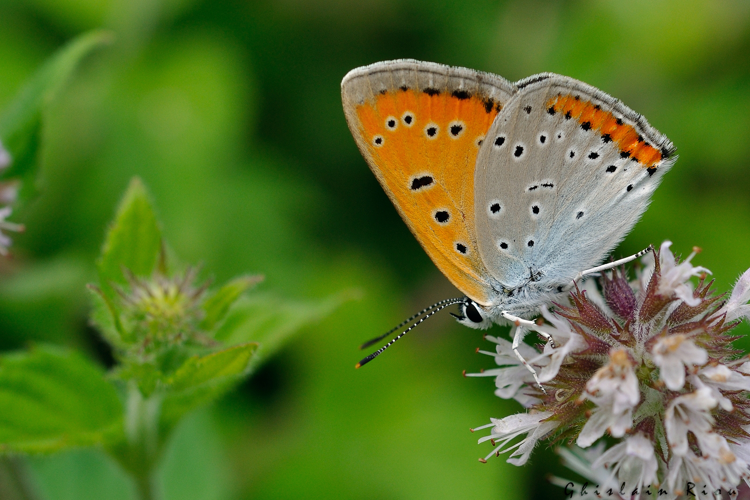 Lycaena dispar mâle, 3 août 2021, Soueich31 &copy; Ghislain Riou