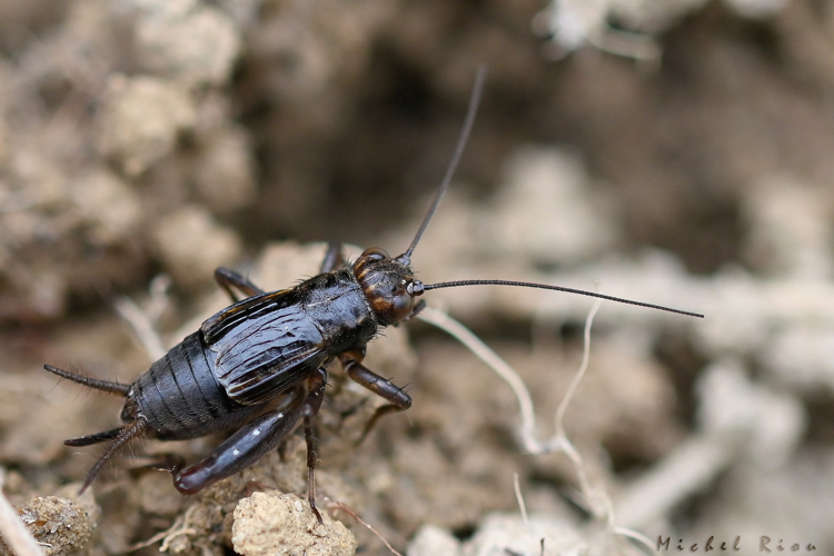 Pteronemobius heydenii mâle, 4 août 2021, Milhas 31 &copy; Michel Riou