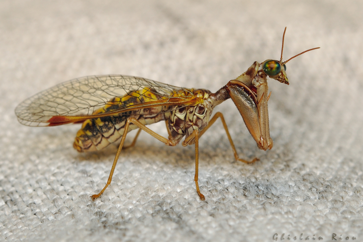 Mantispa styriaca, 5 août 2021, Rebigue 31 &copy; Ghislain Riou