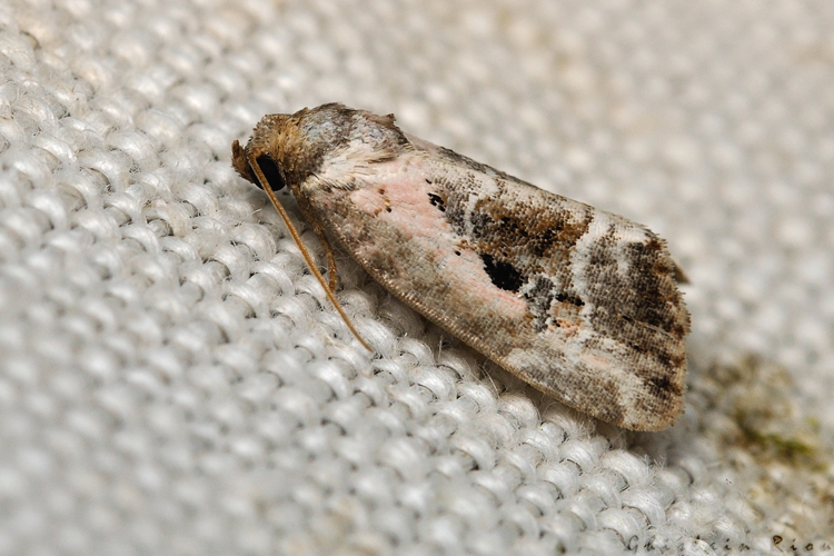 Elaphria venustula, 24/08/2021, Rebigue 31 &copy; Ghislain Riou