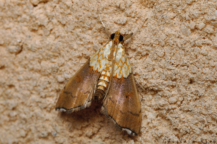 Agrotera nemoralis, 24/08/2021, Rebigue 31 &copy; Ghislain Riou