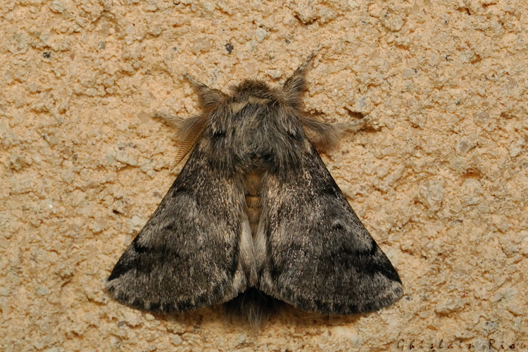 Thaumetopoea processionea, 24/08/2021, Rebigue 31 &copy; Ghislain Riou