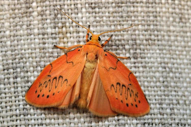 Miltochrista miniata, 24/08/2021, Rebigue 31 &copy; Ghislain Riou