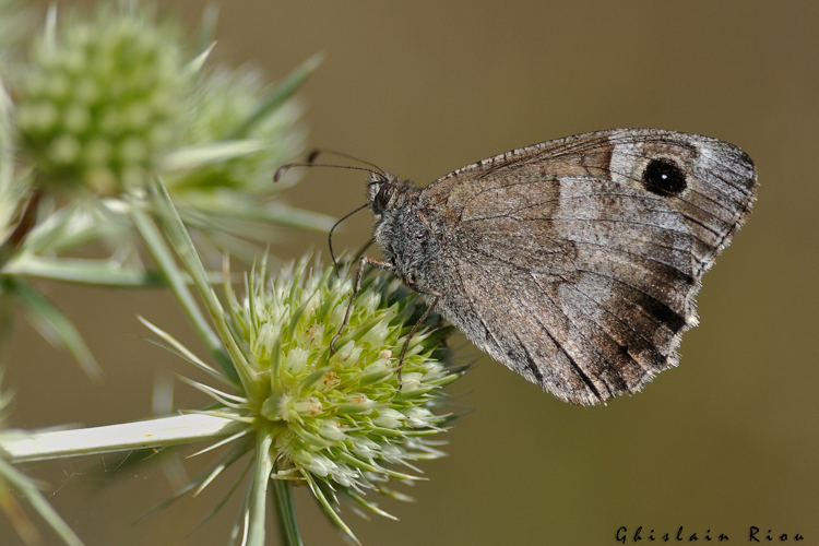 Hipparchia statilinus, 29 août 2021, mont Gargo - Causse Méjan 48 &copy; Ghislain Riou