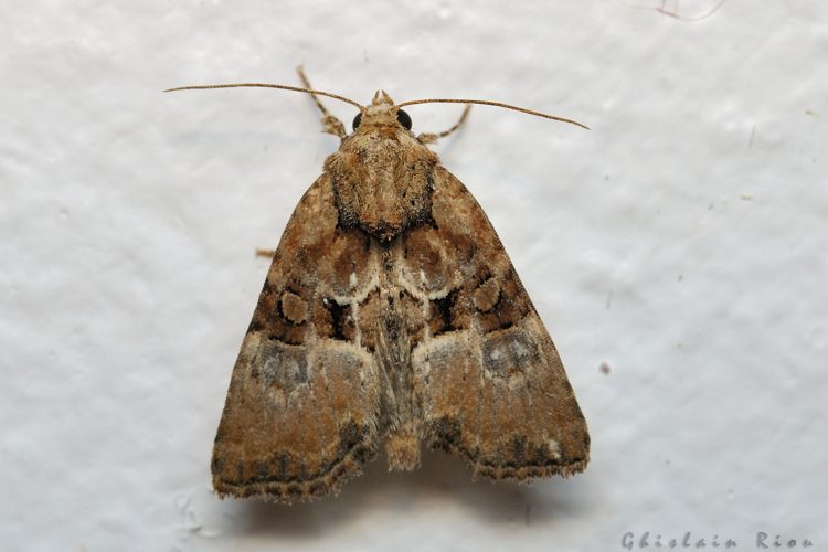 Mesoligia furuncula, 08/09/2021, Rebigue 31 &copy; Ghislain Riou