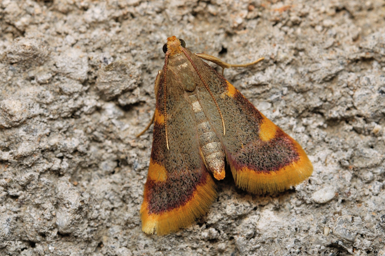 Hypsopygia costalis, 07/09/2021, Rebigue 31 &copy; Ghislain Riou