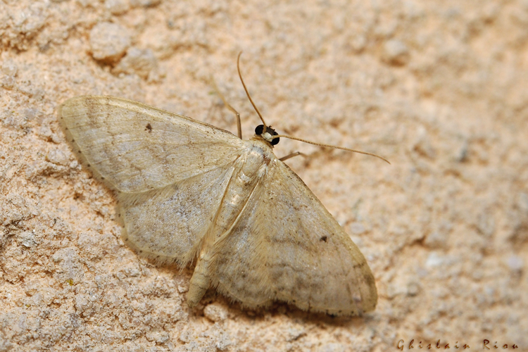 Idaea biselata, 06/09/2021, Rebigue 31 &copy; Ghislain Riou