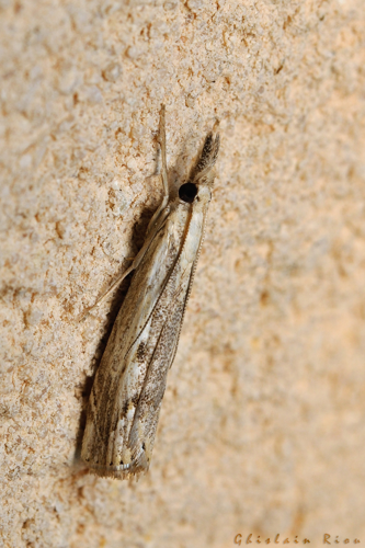 Agriphila geniculea, 06/09/2021, Rebigue 31 &copy; Ghislain Riou