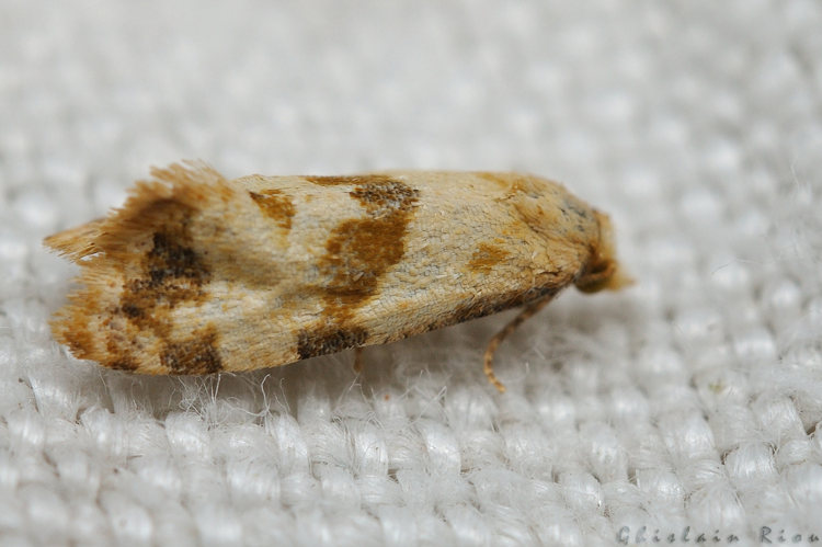 Phalonidia contractana, 08/09/2020, Rebigue 31 &copy; Ghislain Riou