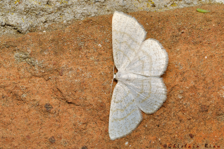 Cabera exanthemata, 06/09/2021, Rebigue 31 &copy; Ghislain Riou