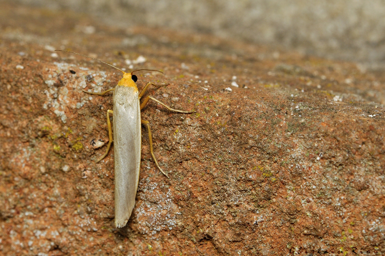 Eilema caniola, 06/09/2021, Rebigue 31 &copy; Ghislain Riou