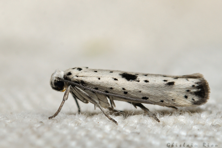 Yponomeuta plumbella, 06/09/2021, Rebigue 31 &copy; Ghislain Riou