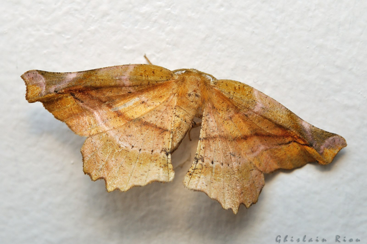 Apeira syringaria, 05/09/2021, Rebigue 31 &copy; Ghislain Riou