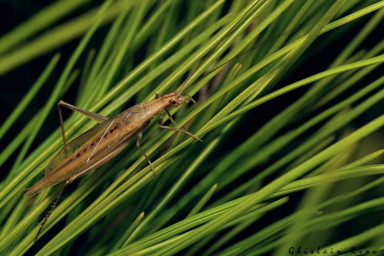 Oecanthus dulcisonans, Gruissan 11, 08/10/2021 &copy; Ghislain Riou