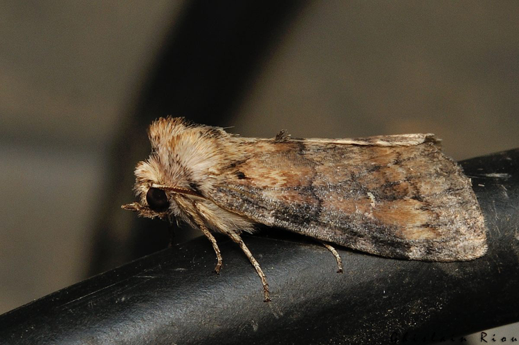 Cymatophorina diluta, 26/10/2021, Rebigue 31 &copy; Ghislain Riou