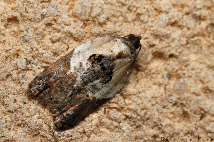 Acleris variegana, 26/10/2021, Rebigue 31 &copy; Ghislain Riou