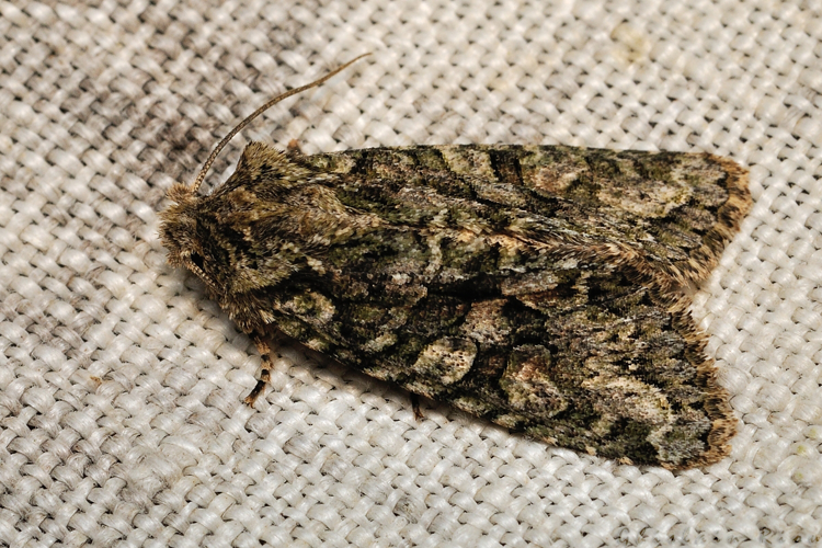 Dryobotodes eremita, 26/10/2021, Rebigue 31 &copy; Ghislain Riou