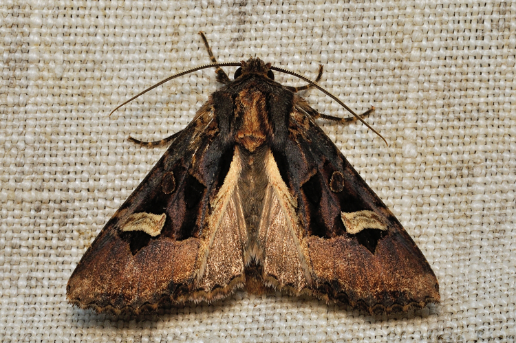 Trigonophora flammea, 26/10/2021, Rebigue 31 &copy; Ghislain Riou