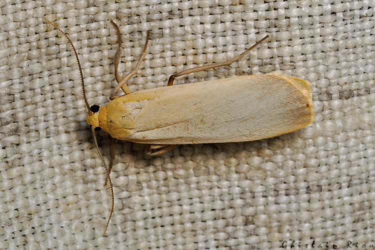 Eilema depressa, 26/10/2021, Rebigue 31 &copy; Ghislain Riou