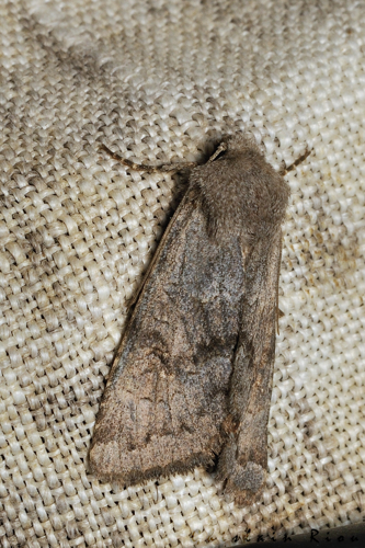 Aporophyla lueneburgensis, 26/10/2021, Rebigue 31 &copy; Ghislain Riou