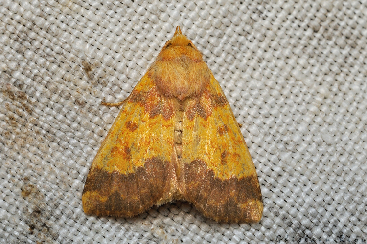 Tiliacea aurago, 26/10/2021, Rebigue 31 &copy; Ghislain Riou