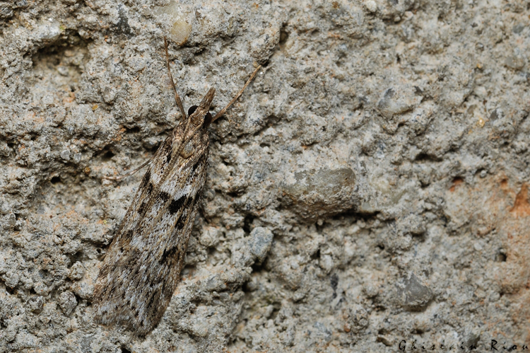 Eudonia angustea, 11/11/2021, Rebigue 31 &copy; Ghislain Riou